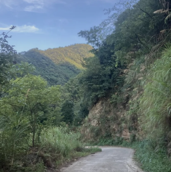 Down to the Countryside